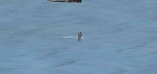 Nessy Loch Ness Monster